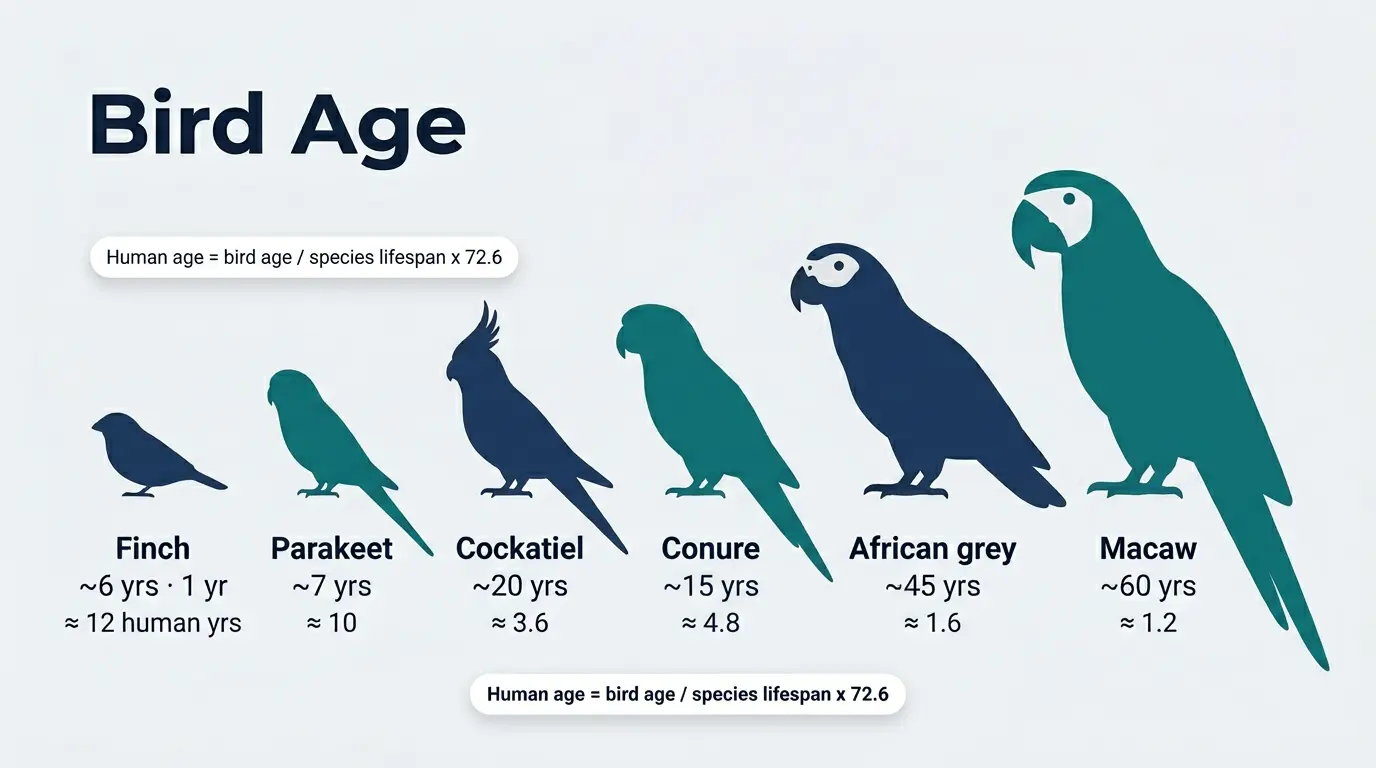 Bird Age Calculator - Illustration